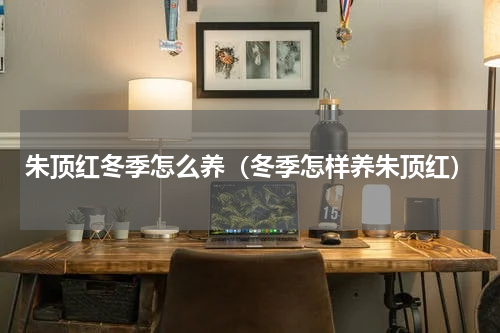 朱顶红冬季怎么养(冬季怎样养朱顶红)