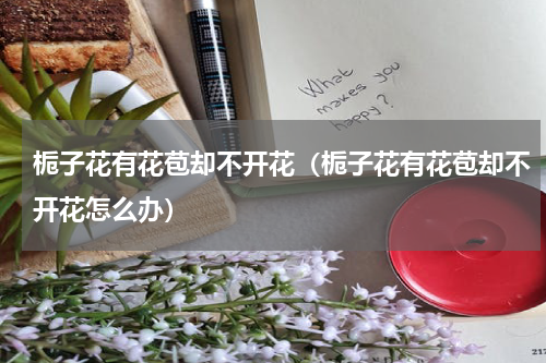 栀子花有花苞却不开花(栀子花有花苞却不开花怎么办)
