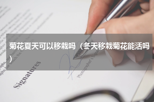 菊花夏天可以移栽吗(冬天移栽菊花能活吗)