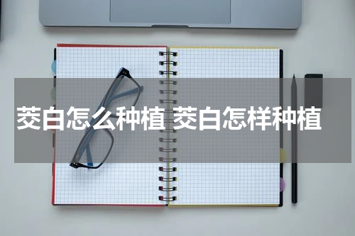 茭白怎么种植 茭白怎样种植