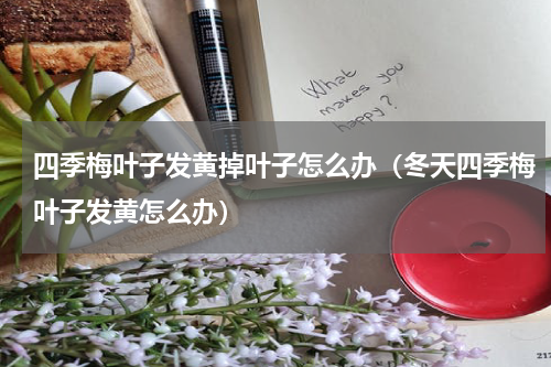 四季梅叶子发黄掉叶子怎么办(冬天四季梅叶子发黄怎么办)