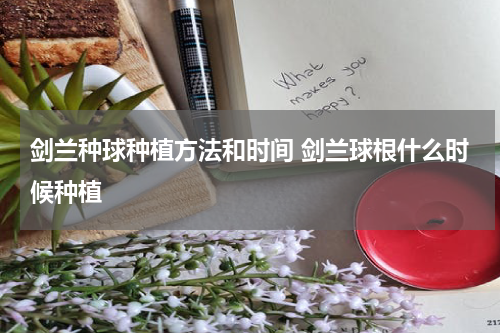 剑兰种球种植方法和时间 剑兰球根什么时候种植