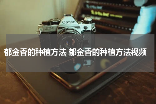 郁金香的种植方法 郁金香的种植方法视频