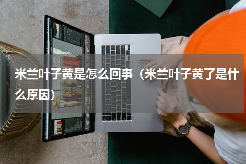 米兰叶子黄是怎么回事(米兰叶子黄了是什么原因)