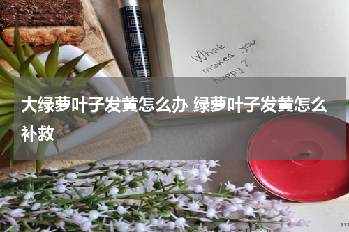 大绿萝叶子发黄怎么办 绿萝叶子发黄怎么补救