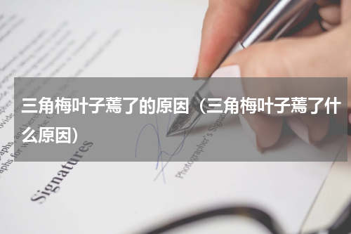 三角梅叶子蔫了的原因(三角梅叶子蔫了什么原因)