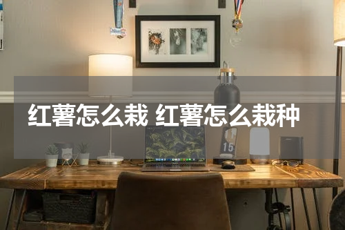 红薯怎么栽 红薯怎么栽种