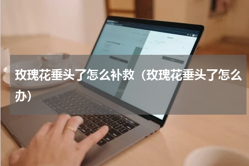 玫瑰花垂头了怎么补救(玫瑰花垂头了怎么办)