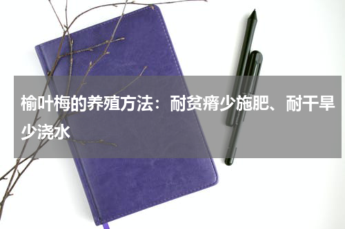 榆叶梅的养殖方法:耐贫瘠少施肥、耐干旱少浇水