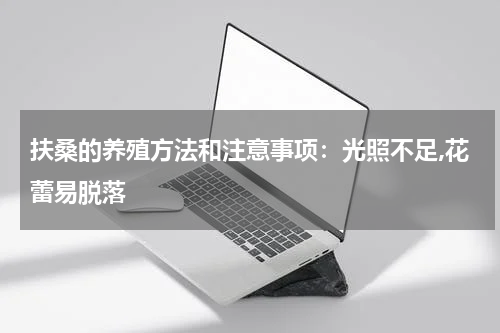 扶桑的养殖方法和注意事项:光照不足,花蕾易脱落