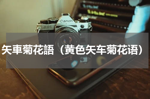 矢車菊花語(黄色矢车菊花语)