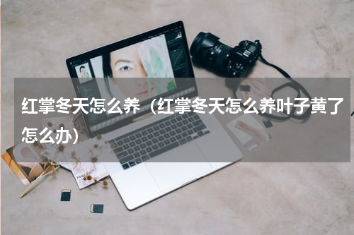 红掌冬天怎么养(红掌冬天怎么养叶子黄了怎么办)
