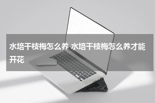 水培干枝梅怎么养 水培干枝梅怎么养才能开花