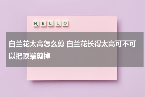 白兰花太高怎么剪 白兰花长得太高可不可以把顶端剪掉