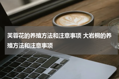 芙蓉花的养殖方法和注意事项 大岩桐的养殖方法和注意事项