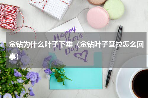 金钻为什么叶子下垂(金钻叶子耷拉怎么回事)