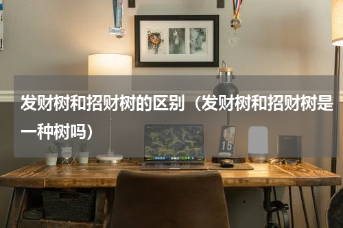 发财树和招财树的区别(发财树和招财树是一种树吗)