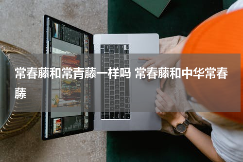 常春藤和常青藤一样吗 常春藤和中华常春藤