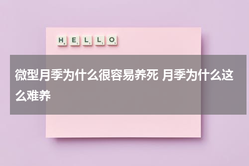 微型月季为什么很容易养死 月季为什么这么难养