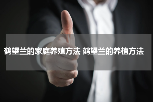 鹤望兰的家庭养殖方法 鹤望兰的养植方法