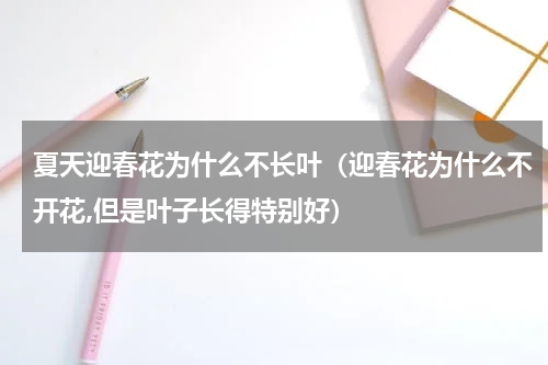 夏天迎春花为什么不长叶(迎春花为什么不开花,但是叶子长得特别好)