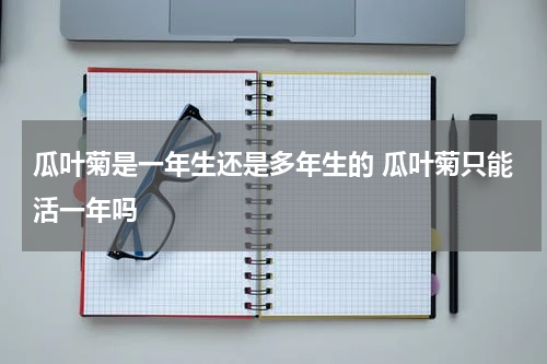 瓜叶菊是一年生还是多年生的 瓜叶菊只能活一年吗