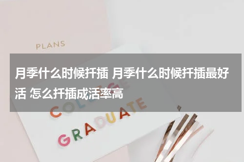 月季什么时候扦插 月季什么时候扦插最好活 怎么扦插成活率高