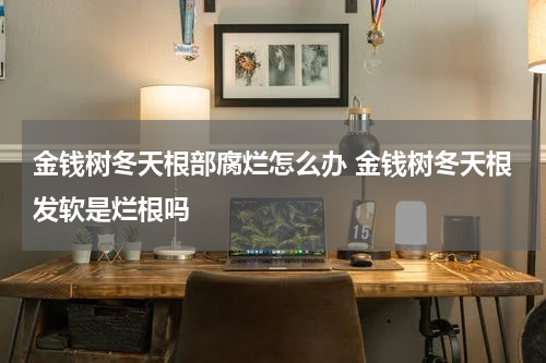 金钱树冬天根部腐烂怎么办 金钱树冬天根发软是烂根吗