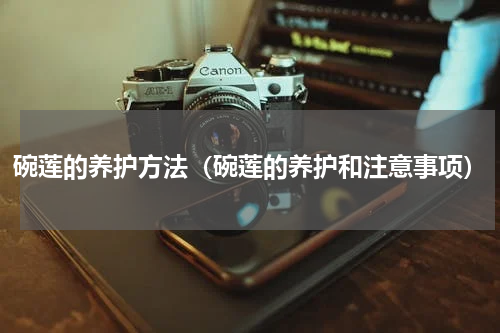 碗莲的养护方法(碗莲的养护和注意事项)