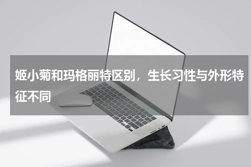 姬小菊和玛格丽特区别,生长习性与外形特征不同