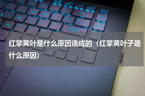 红掌黄叶是什么原因造成的(红掌黄叶子是什么原因)