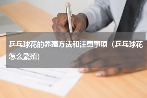 乒乓球花的养殖方法和注意事项(乒乓球花怎么繁殖)