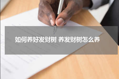 如何养好发财树 养发财树怎么养