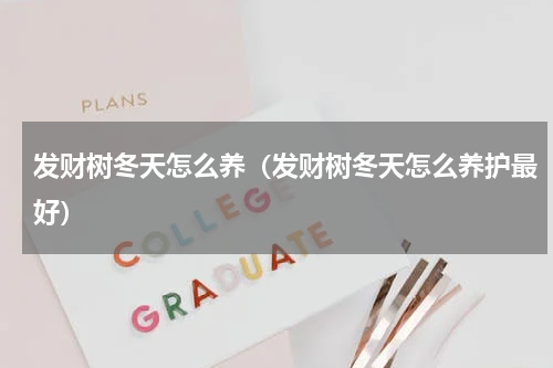 发财树冬天怎么养(发财树冬天怎么养护最好)