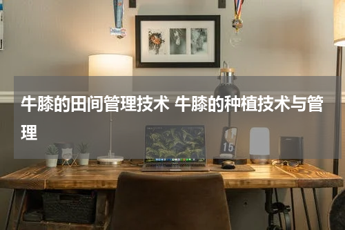 牛膝的田间管理技术 牛膝的种植技术与管理