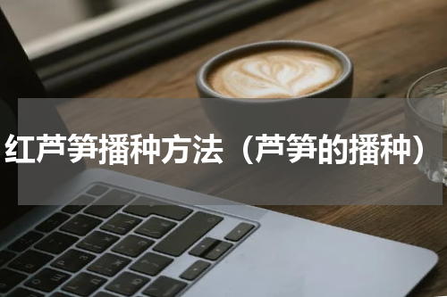 红芦笋播种方法(芦笋的播种)