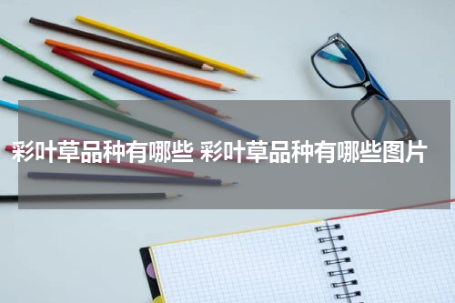 彩叶草品种有哪些 彩叶草品种有哪些图片