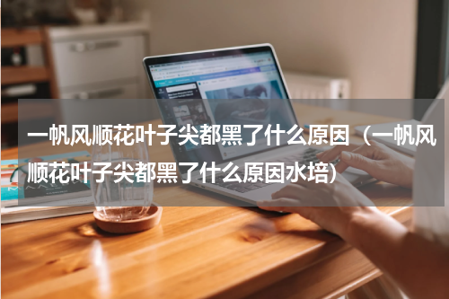一帆风顺花叶子尖都黑了什么原因(一帆风顺花叶子尖都黑了什么原因水培)