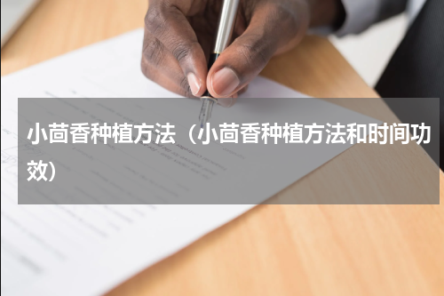 小茴香种植方法(小茴香种植方法和时间功效)