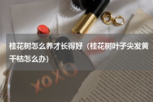 桂花树怎么养才长得好(桂花树叶子尖发黄干枯怎么办)