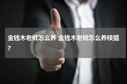 金钱木老桩怎么养 金钱木老桩怎么养枝插?