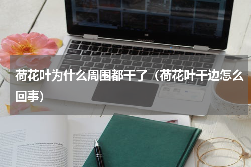 荷花叶为什么周围都干了(荷花叶干边怎么回事)