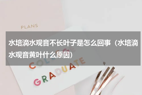 水培滴水观音不长叶子是怎么回事(水培滴水观音黄叶什么原因)