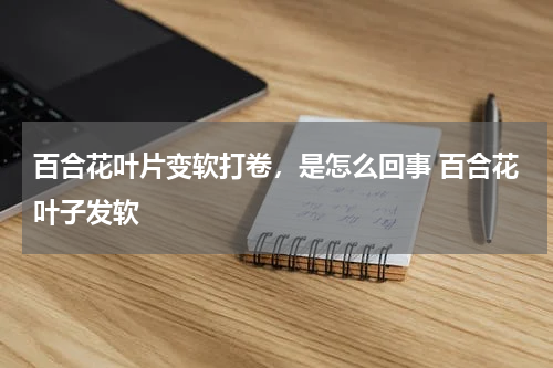 百合花叶片变软打卷,是怎么回事 百合花叶子发软