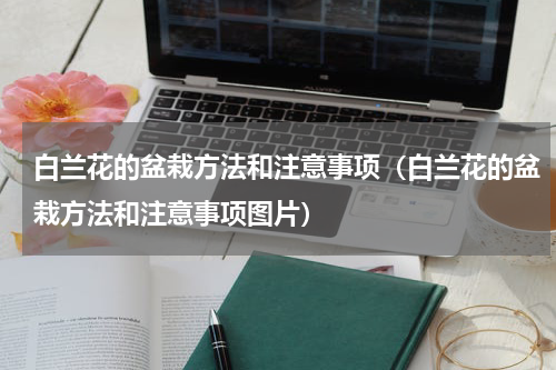 白兰花的盆栽方法和注意事项(白兰花的盆栽方法和注意事项图片)