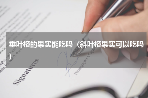 垂叶榕的果实能吃吗(斜叶榕果实可以吃吗)