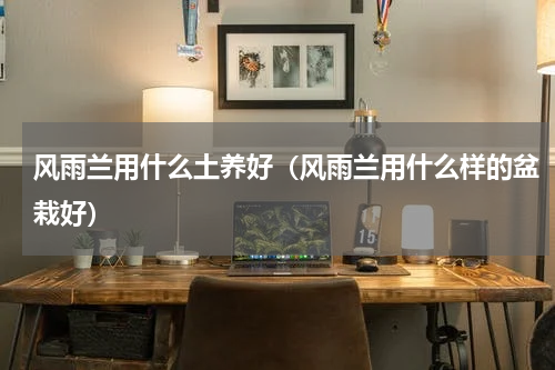 风雨兰用什么土养好(风雨兰用什么样的盆栽好)