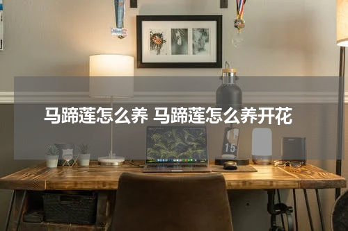 马蹄莲怎么养 马蹄莲怎么养开花