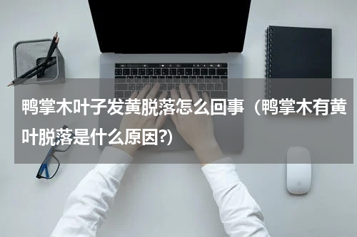 鸭掌木叶子发黄脱落怎么回事（鸭掌木有黄叶脱落是什么原因?）