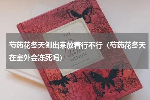 芍药花冬天刨出来放着行不行(芍药花冬天在室外会冻死吗)